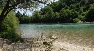 Sava
